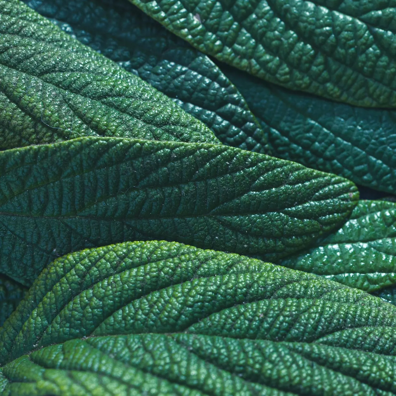 غسول الوجه اللطيف بالشاي الأخضر