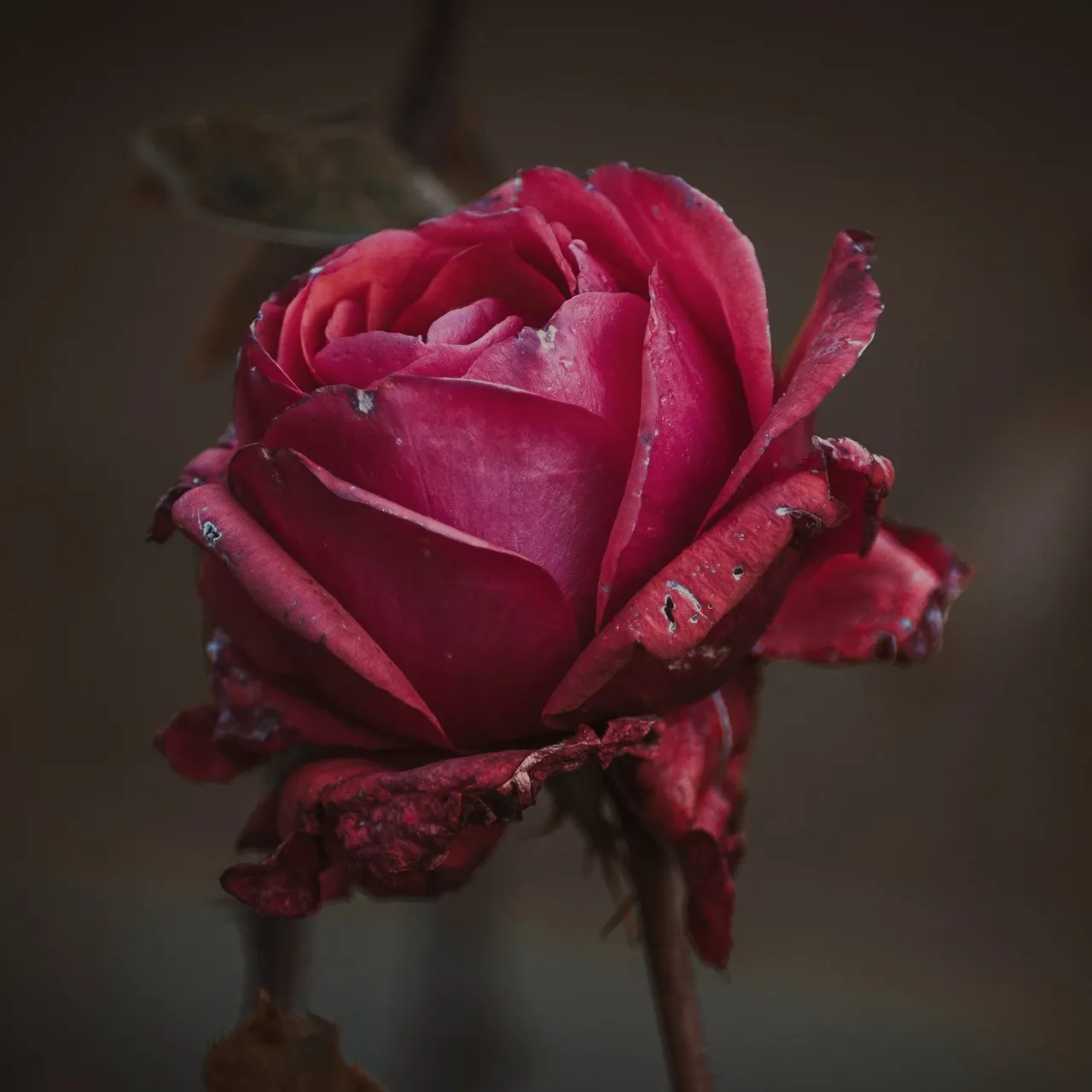 منسوب