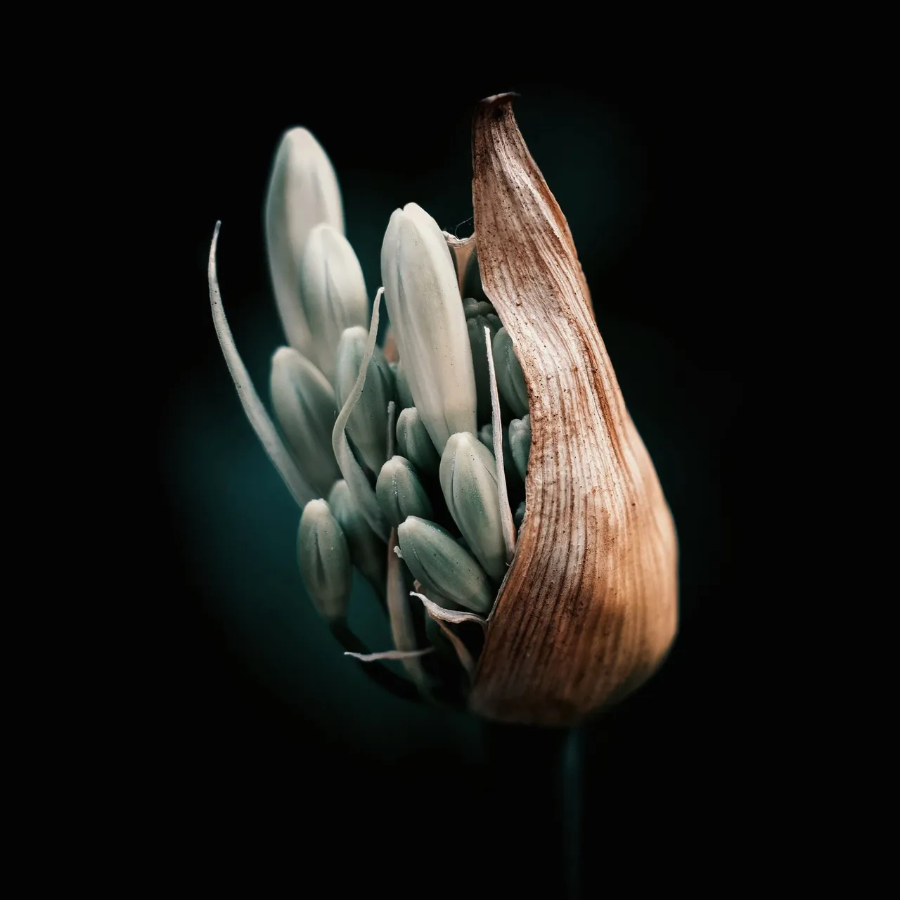 صدى