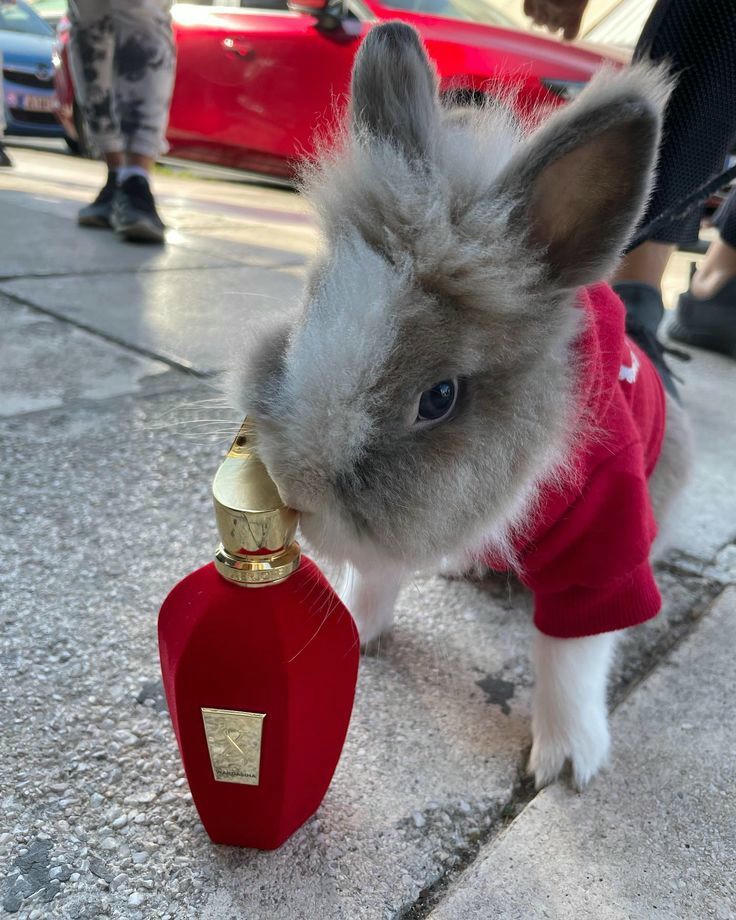 XERJOFF  Wardasina Misk Perfumes  without Box