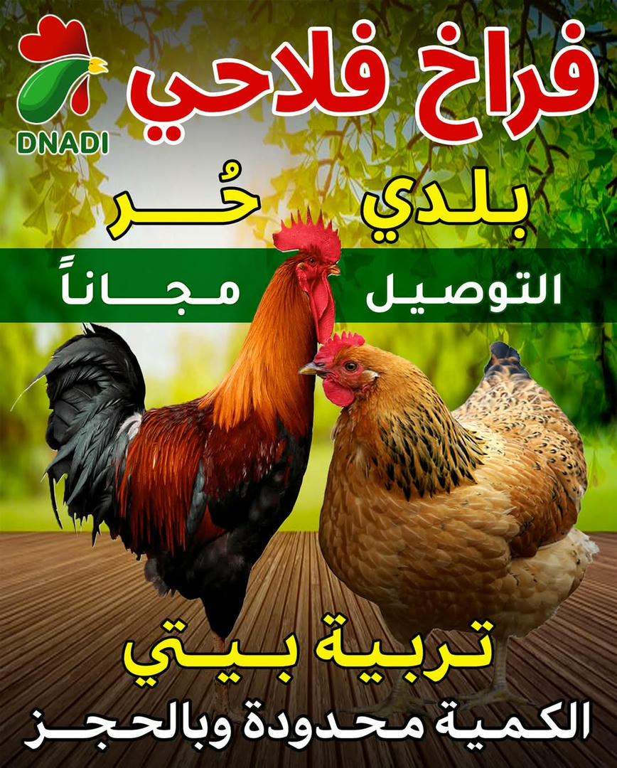 فراخ بلدي تربية بيتي