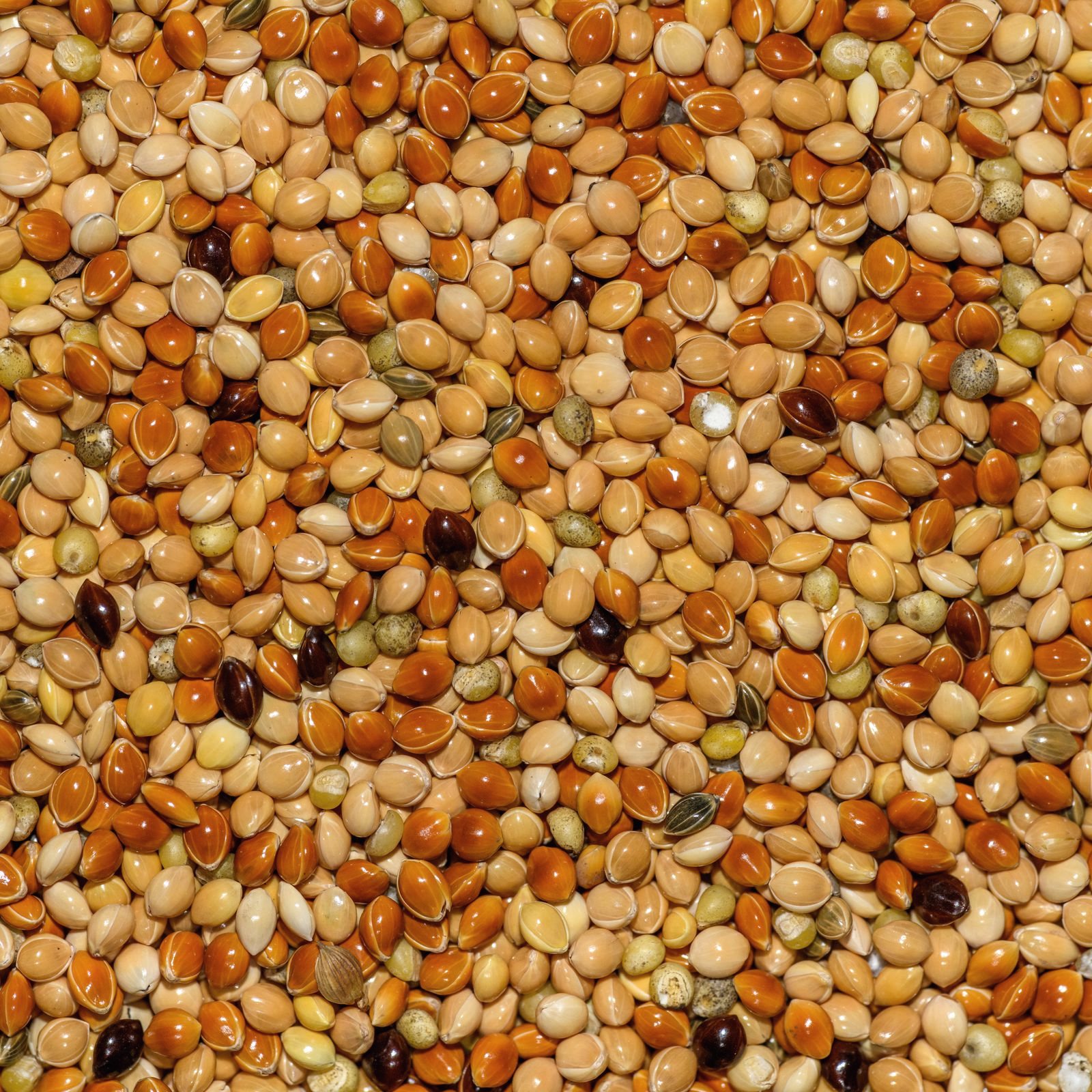 خليط بذور للببغاء الصغير (البادجي) — ١ كجم